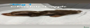 Miniature Dachshund 1