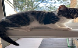 British Longhair cats for sale: British Longhair cross Bengal - Image 4