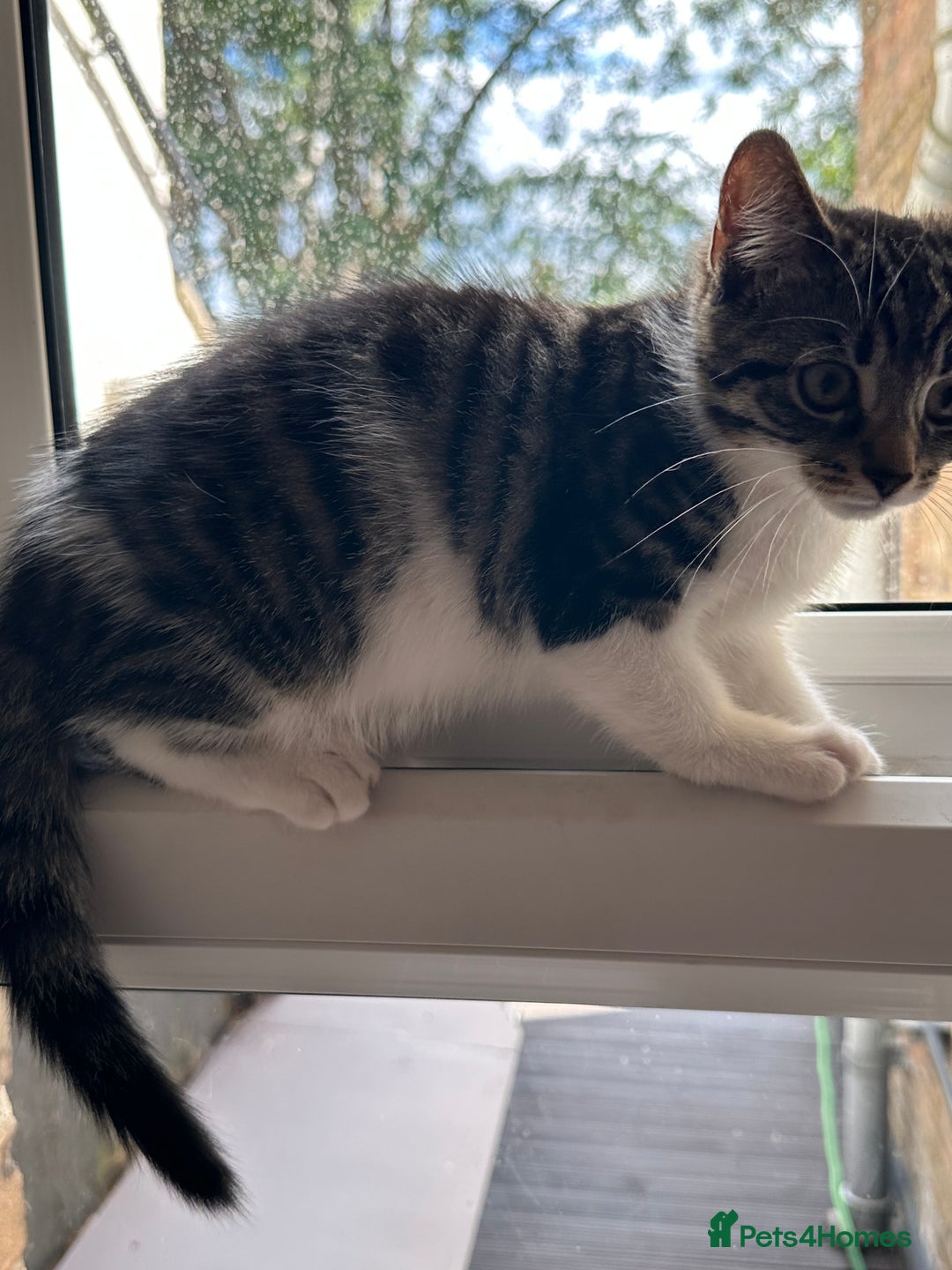 British Longhair cats for sale: British Longhair cross Bengal - Image 4