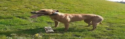 Mixed Breed dogs for sale: Saluki bullcross pup - Advert 3