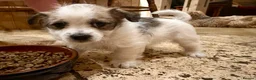 Mixed Breed dogs for sale: Adorable Shih Tzu/Jack Russell Puppies - Advert 31