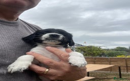 English Springer Spaniel dogs for sale: English springer spaniels  - Image 2
