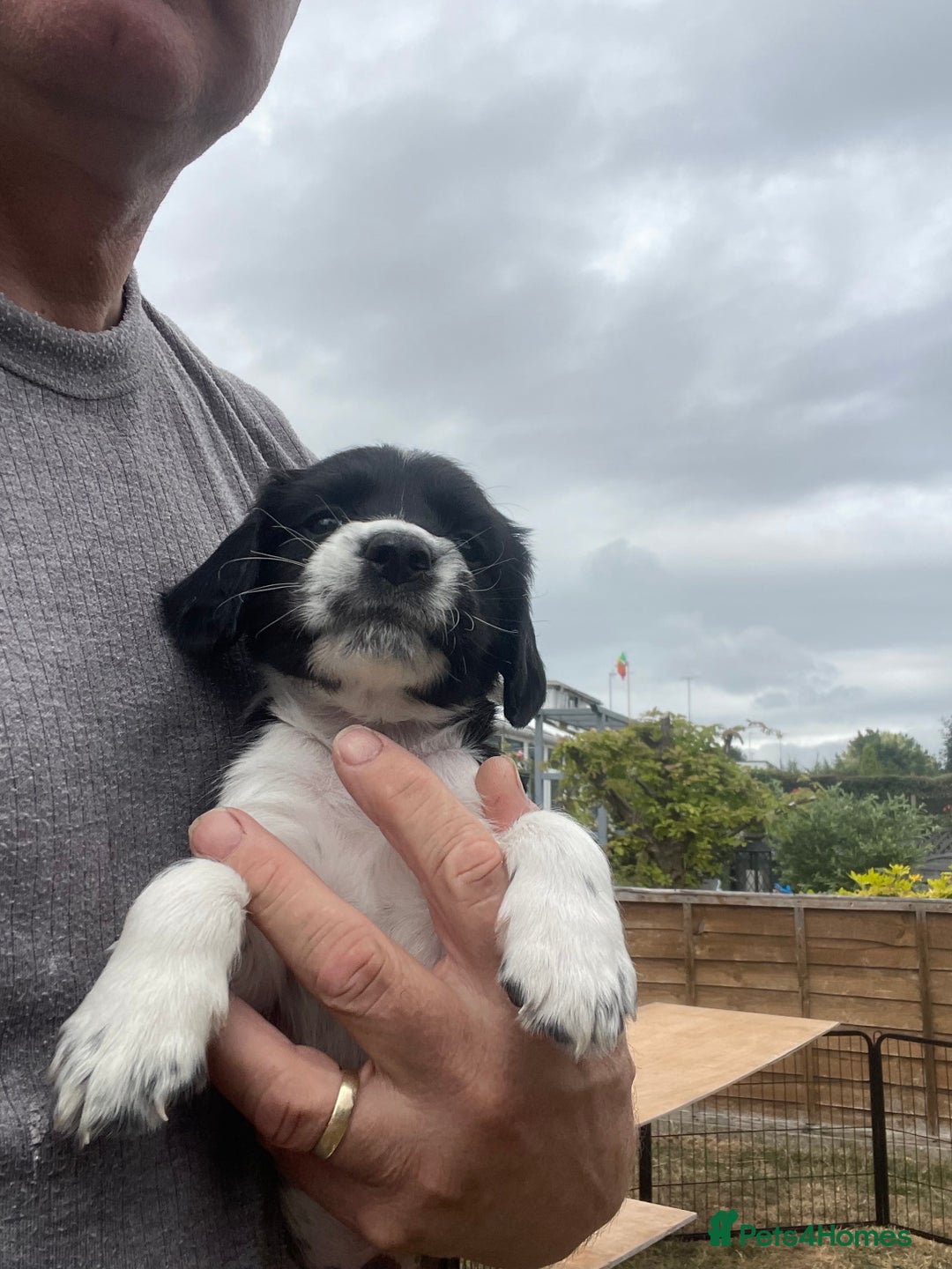 English Springer Spaniel dogs for sale: English springer spaniels  - Image 2