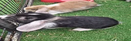 Mini Lop rabbits for sale: Mini lop - Advert 7