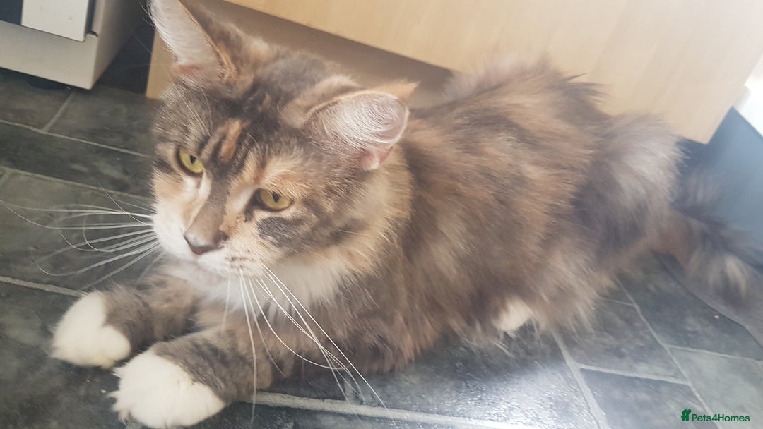 Maine Coon cats for sale: Tica Pedigree Blue Tortoishell Female Maine Coon  - Image 6