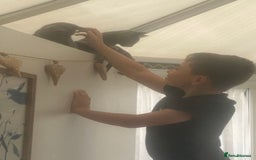 Russian Blue cats for sale: 5 Pure Pedigree Russian Blue Kittens *LAST MALE* - Image 24