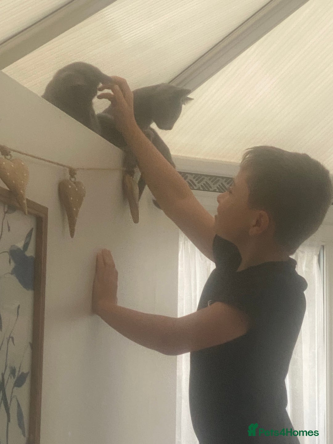 Russian Blue cats for sale: 5 Pure Pedigree Russian Blue Kittens *LAST MALE* - Image 24