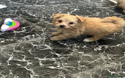 Maltipoo dogs for sale: F1 TINY TOY MALTIPOOS🩷health tested clear parents - Image 4