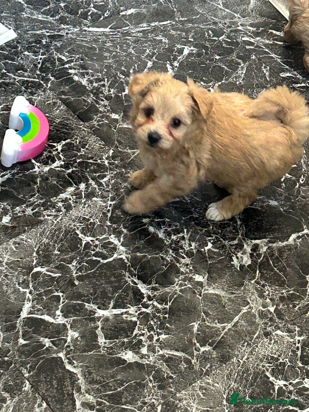 Maltipoo dogs for sale: F1 TINY TOY MALTIPOOS🩷health tested clear parents - Image 4