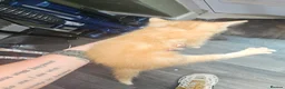 Mixed Breed cats for sale: 4 beautiful kittens left - Advert 3
