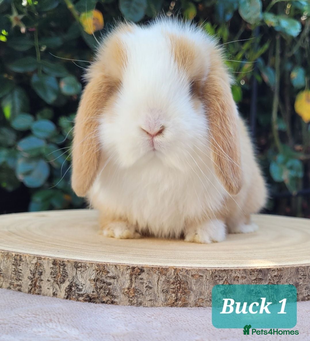Mini Lop rabbits Beautiful pure bred mini lops - Advert 1