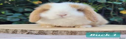 Mini Lop rabbits for sale: Beautiful pure bred mini lops - Advert 2