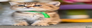 British Longhair 6