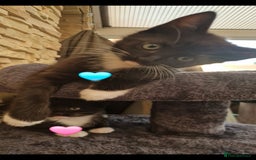 Mixed Breed cats for sale: Kittens 🐈‍⬛ - Image 2