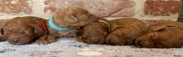 Cavapoo dogs for sale: F1b males 🐾 - Advert 4