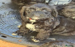 Sproodle dogs for sale: F1 Sproodles for Sale - Image 31