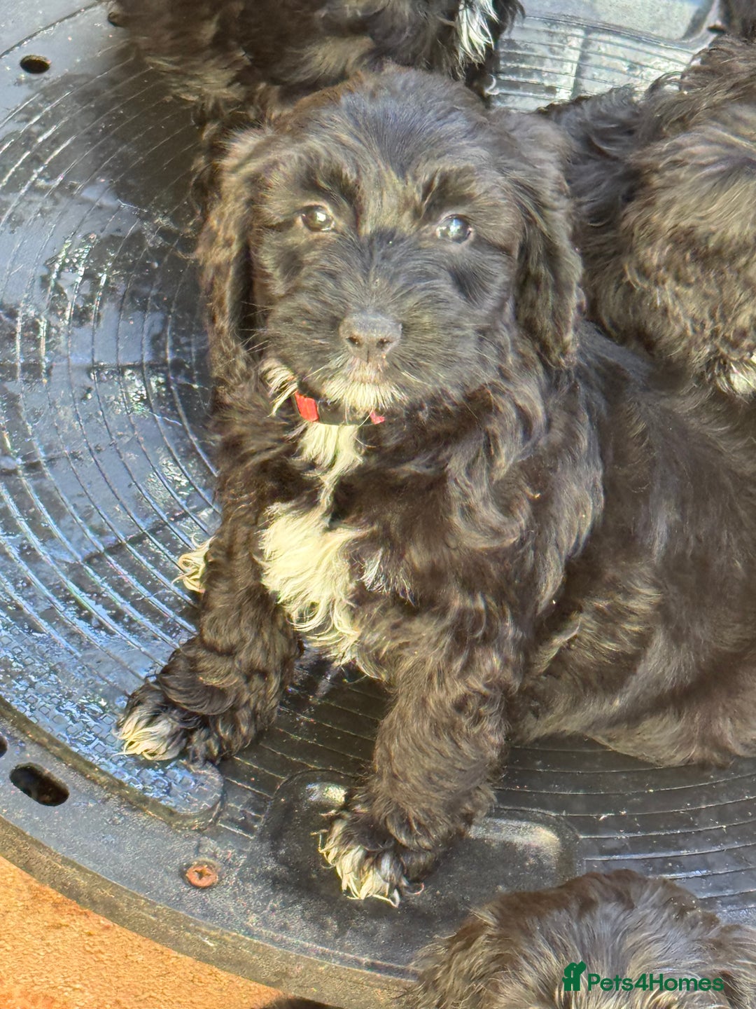 Sproodle dogs for sale: F1 Sproodles for Sale - Image 31