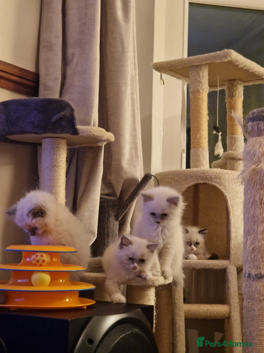 Ragdoll cats for sale: 🧁Sweet ragdolls - Image 2
