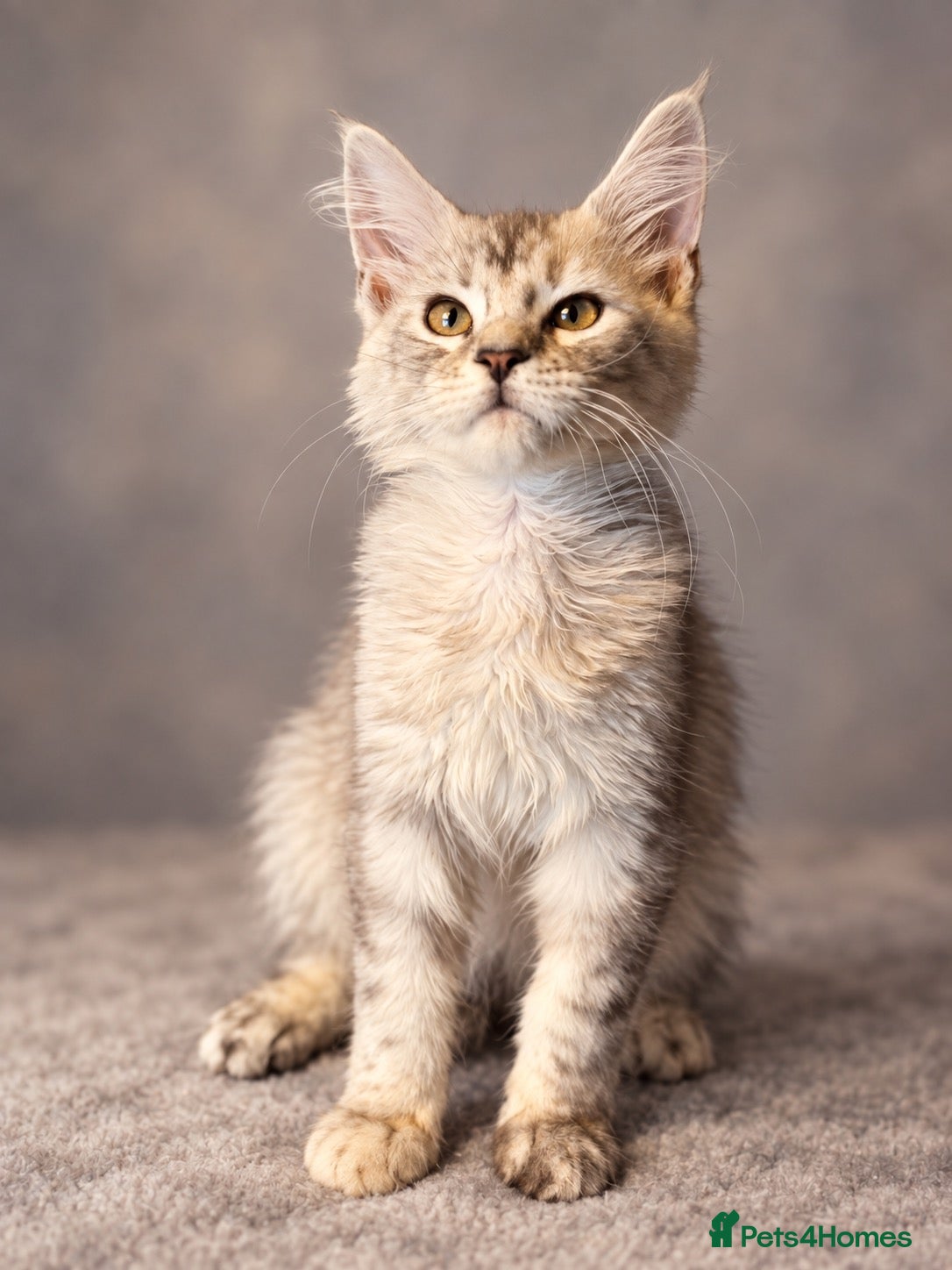 Maine Coon cats Last remaining girl  - Advert 9