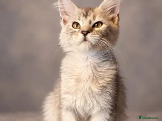 Maine Coon cats Last remaining girl - Advert 9