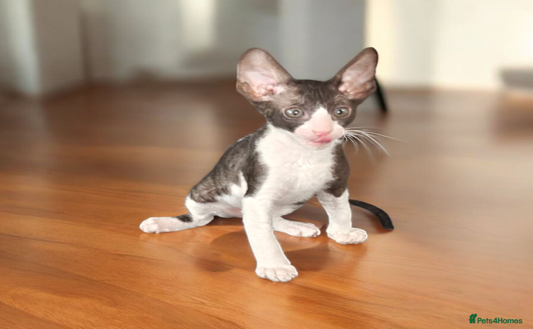 Cornish Rex cats Cornish Rex kitten  - Advert 2