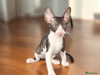 Cornish Rex cats Cornish Rex kitten - Advert 2