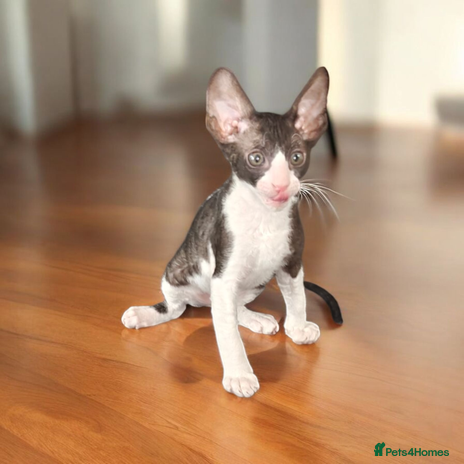 Cornish Rex cats Cornish Rex kitten - Advert 2
