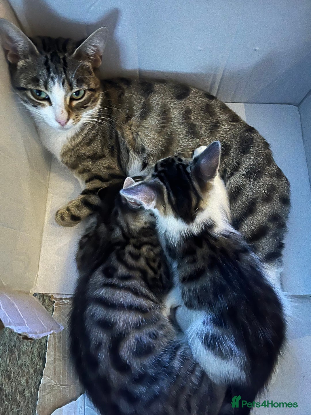 Mixed Breed cats for sale: 2 Male Kittens looking for a home together - Image 8