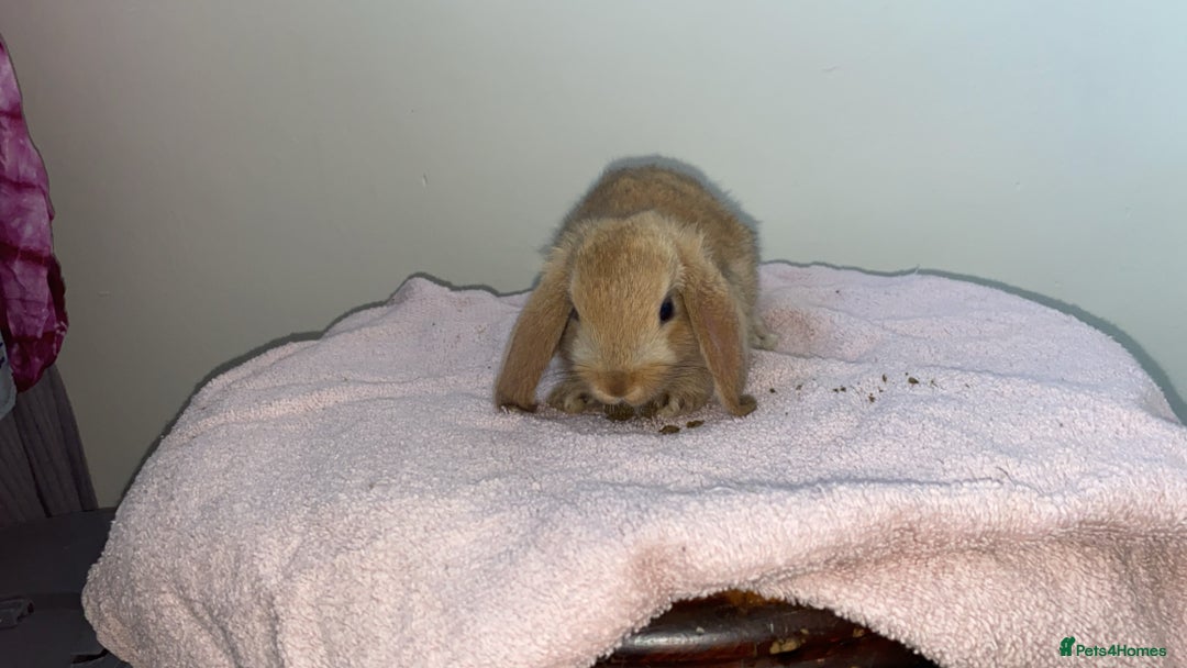 Mini Lop rabbits for sale: Mixed litter of mini lop babies for sale  - Image 6