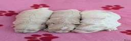 Maltipoo dogs for sale: Toy Maltipoo puppies - DNA health tested parents! - Advert 11