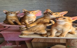 Abyssinian cats for sale: Abisinian kittens  - Image 16