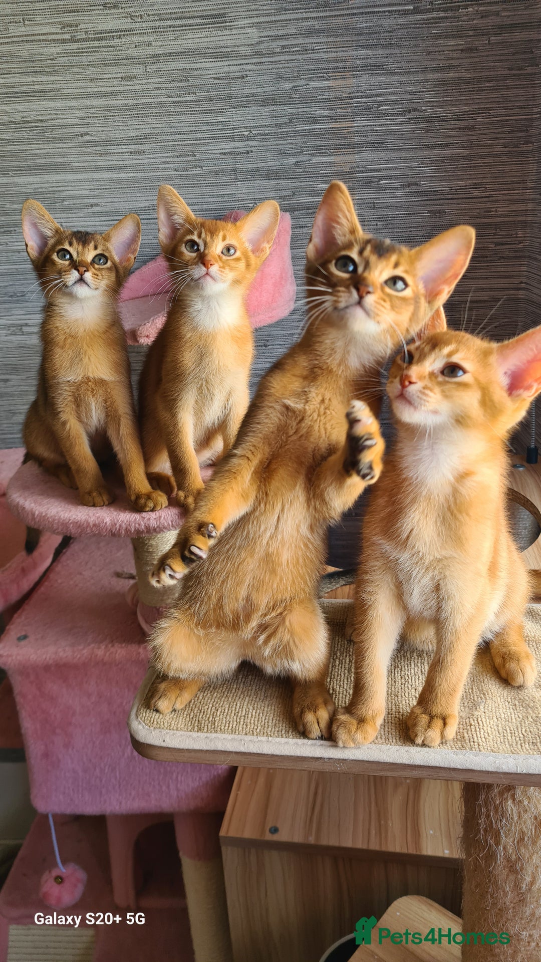 Abyssinian cats for sale: Abisinian kittens  - Image 16