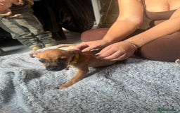 Mixed Breed dogs for sale: Chihuahua puppies £300 - Image 11