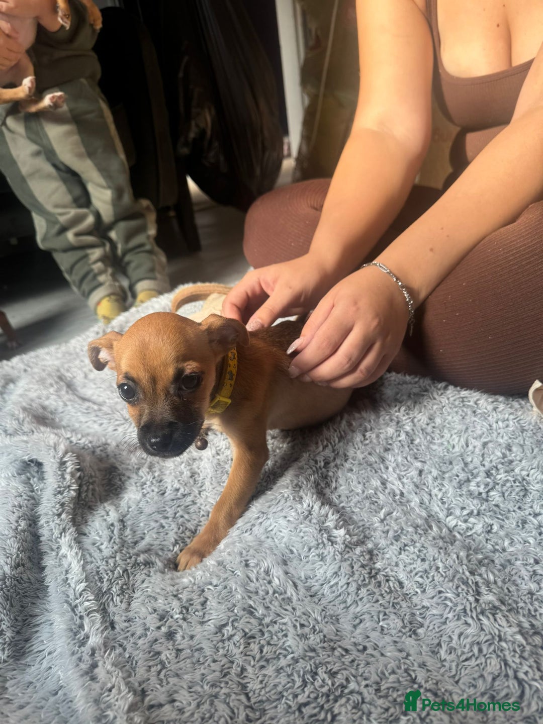 Mixed Breed dogs for sale: Chihuahua puppies £300 - Image 11