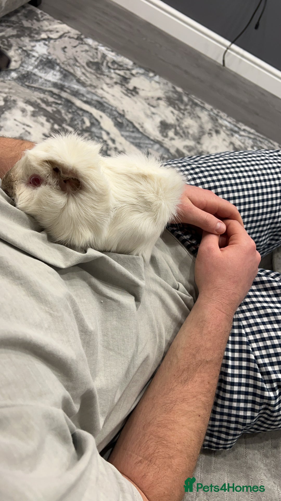 Guinea Pig rodents for sale: 2 male Guinea pigs for sale, cage included - Image 5