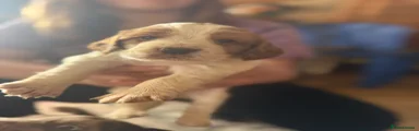 Cocker Spaniel Puppy 2