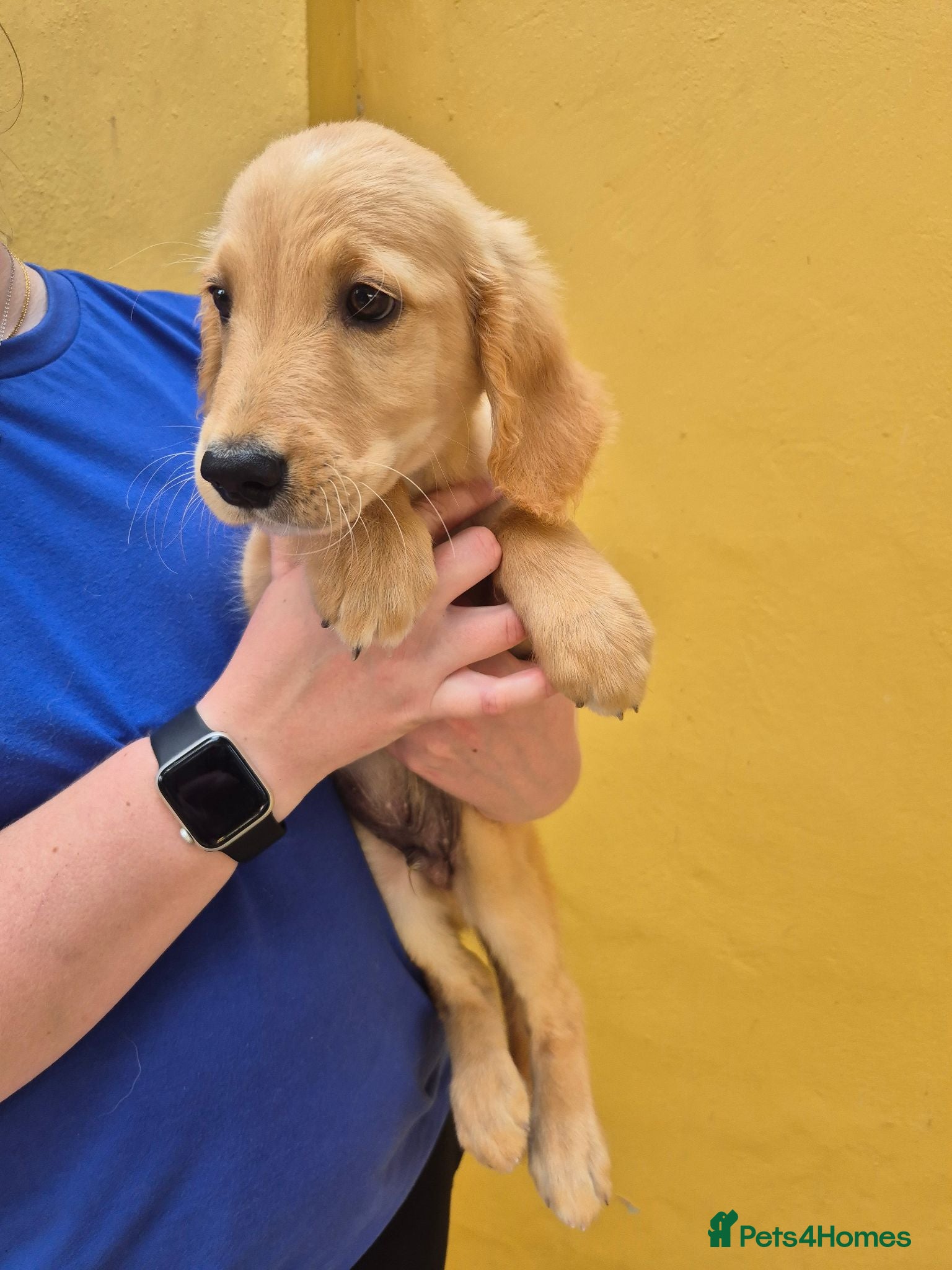 Golden Retriever dogs Lovely little boy - Advert 11