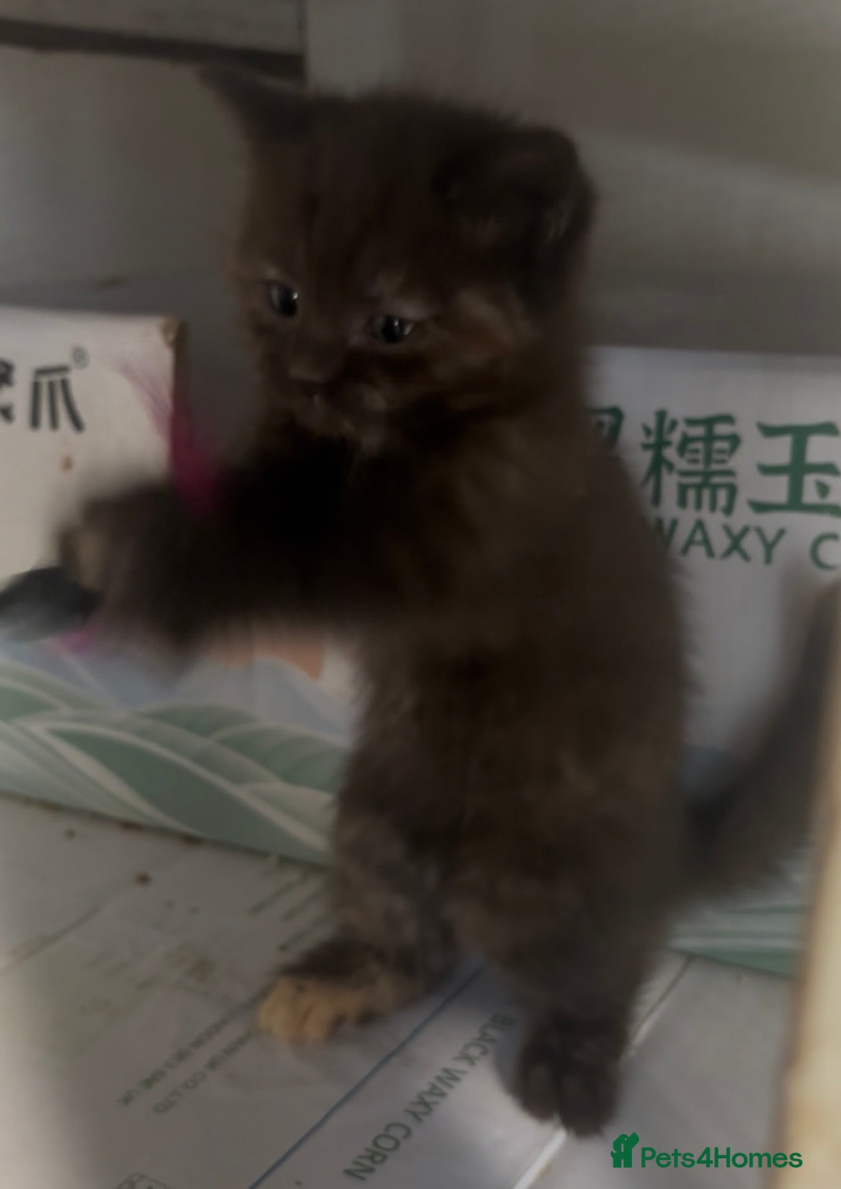 British Longhair cats Playful and beautiful kittens - Advert 18