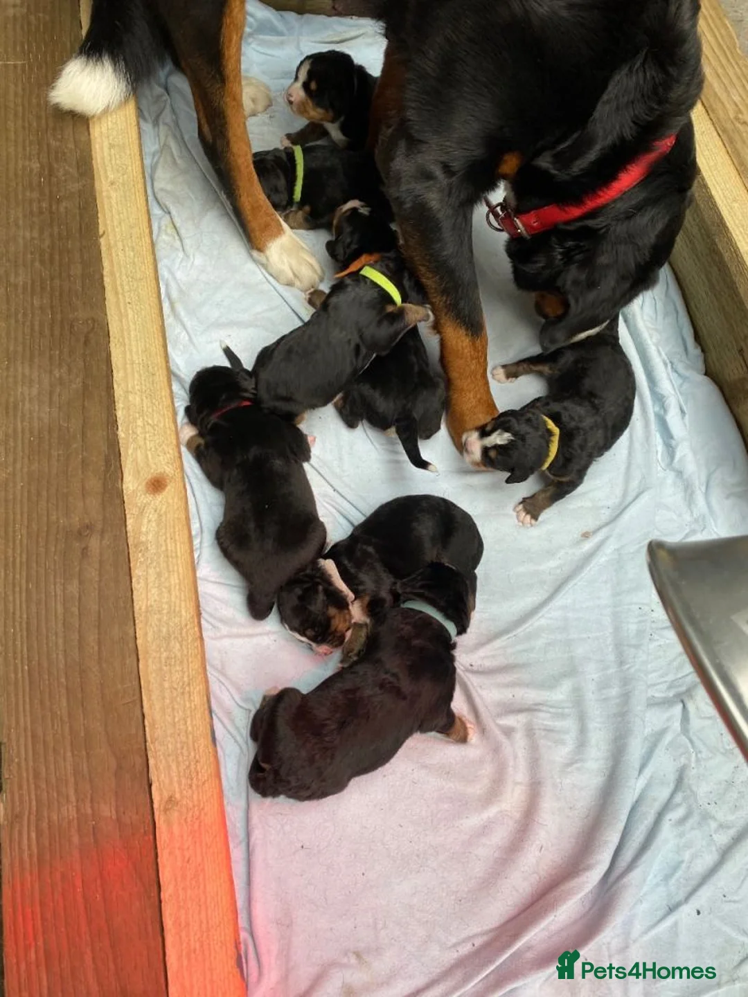 Bernese Mountain Dog dogs for sale: Fluffy Bundles of Joy Looking for Forever Homes in Gosport - Advert 1