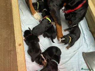 Bernese Mountain Dog dogs Fluffy Bundles of Joy Looking for Forever Homes - Advert 9