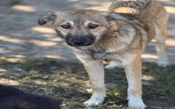 Mixed Breed dogs for adoption: EVIE - a Beautiful & Kind Girl, for a Loving Home - Image 11