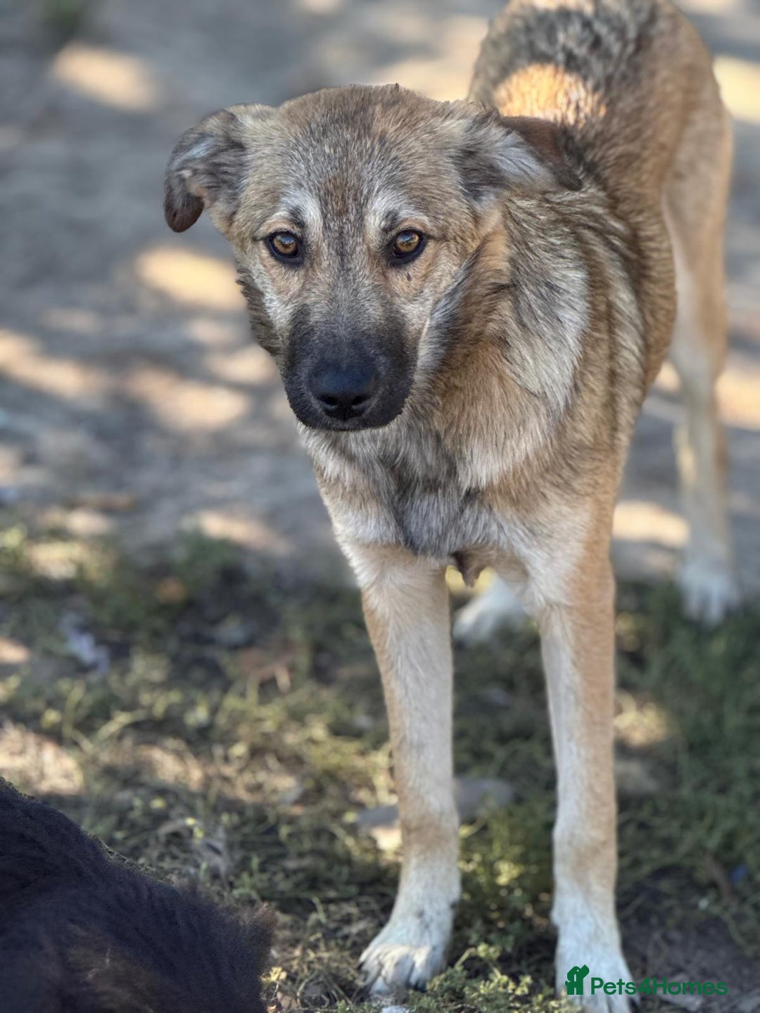Mixed Breed dogs for adoption: EVIE - a Beautiful & Kind Girl, for a Loving Home - Image 11
