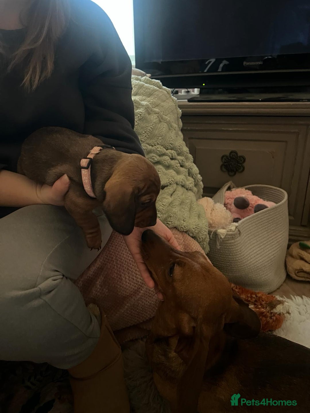 Miniature Dachshund dogs for sale: Miniature dachshund  - Advert 14