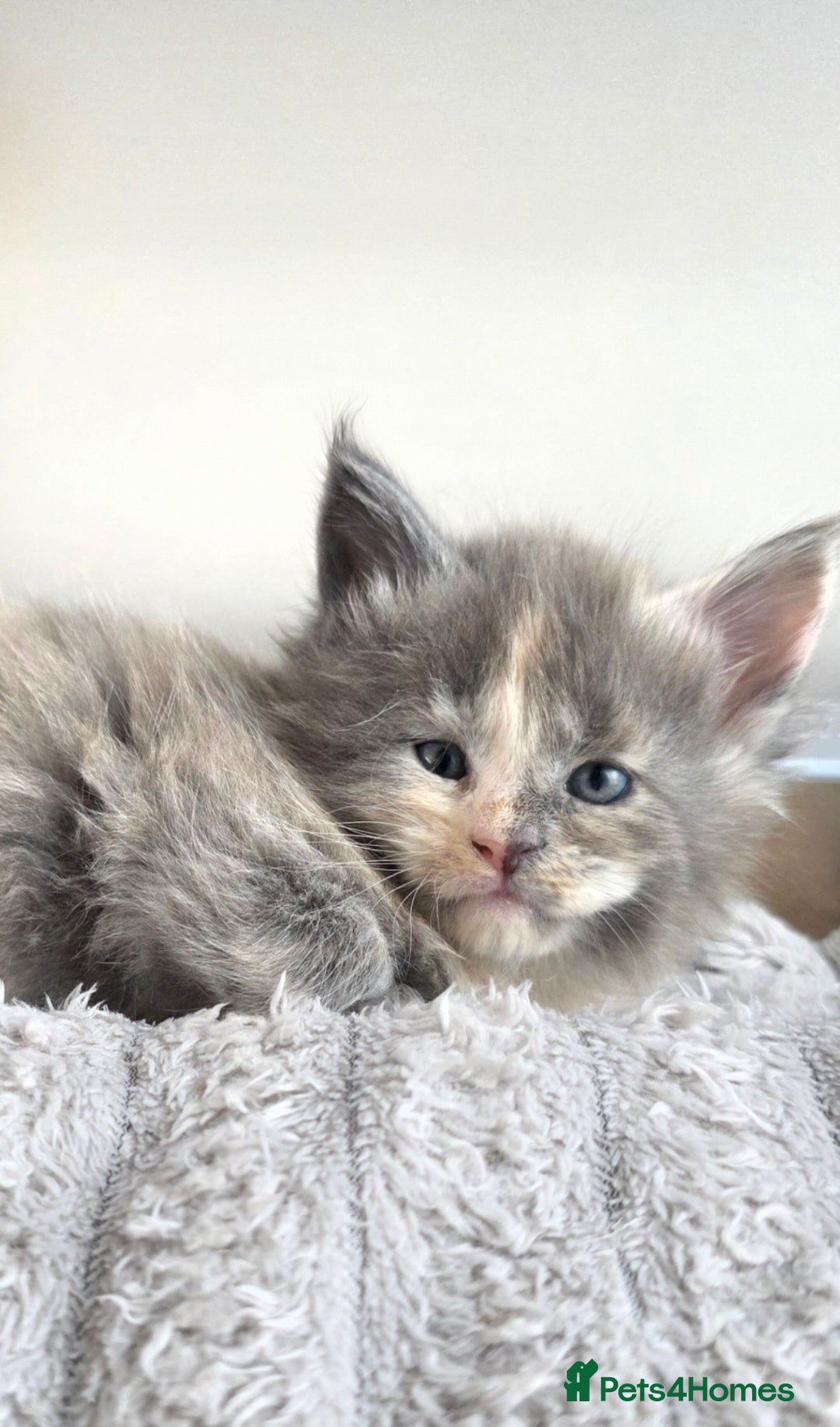 Maine Coon cats Maine coon pedigree kittens  - Advert 18