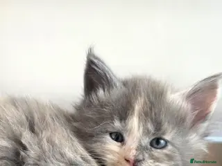 Maine Coon cats Maine coon pedigree kittens - Advert 18