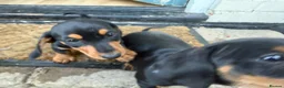 Miniature Dachshund dogs for sale: Beautiful miniature dachshund puppies - Advert 13