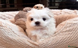 Maltese dogs for sale: ✨💫Tiny Exquisite Bambelina Maltese 💫✨ - Image 3