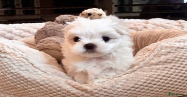 Maltese dogs - Advert 3