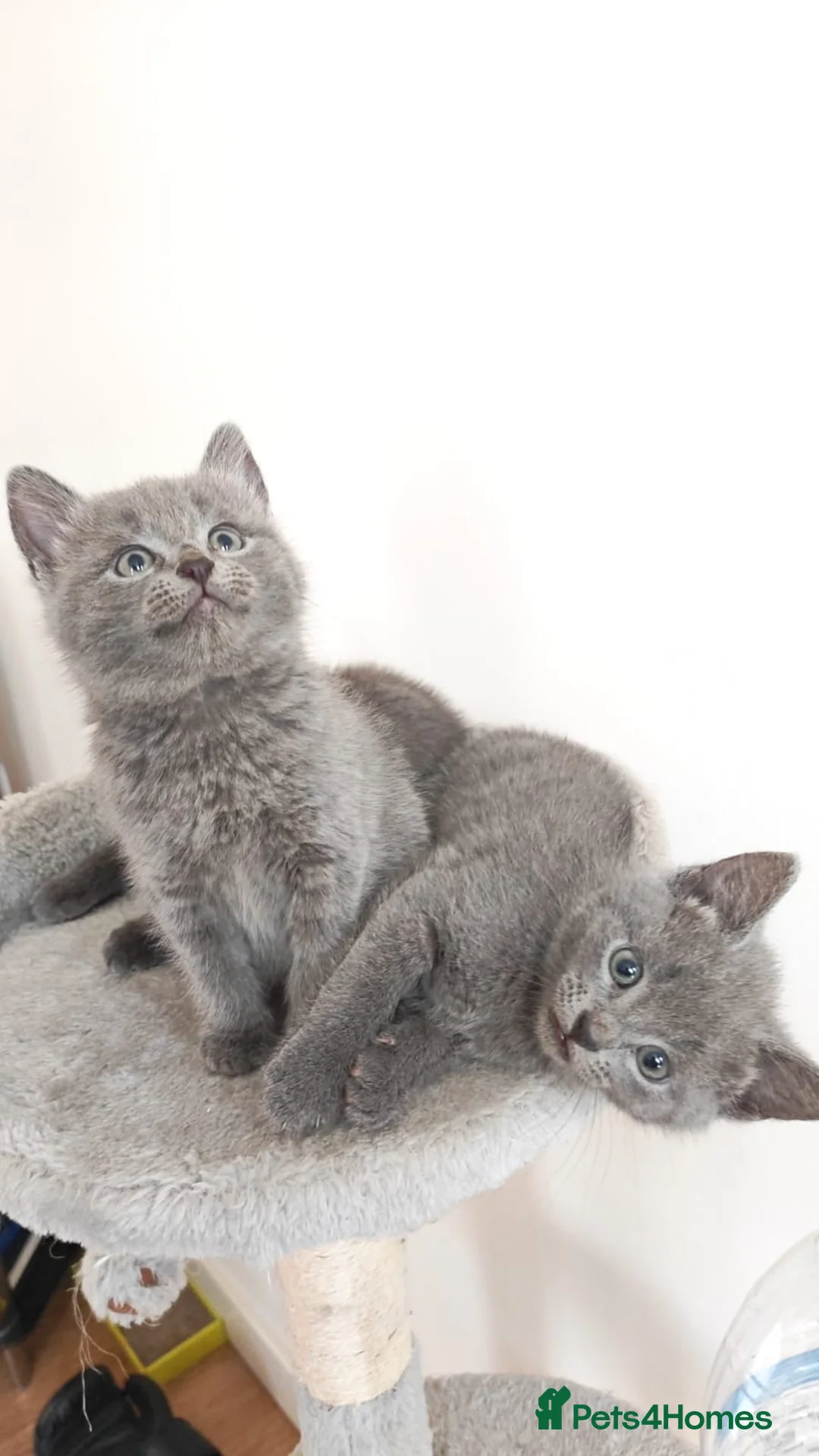 Russian Blue cats for sale: 3 Russian blue mix BSH kittens - Advert 2