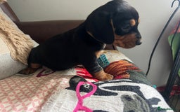 Mixed Breed dogs for sale: Cutest Standard Dachshund x Cocker Puppies - Image 1